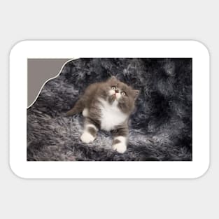 lovely cats Sticker